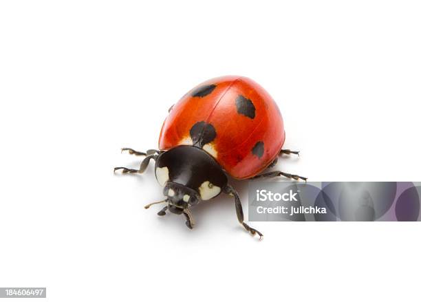 Ladybug Stock Photo - Download Image Now - Ladybug, White Background, Close-up