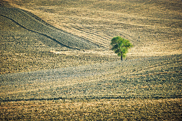istock Lonely Tree In The Field, Tuscany 184606515