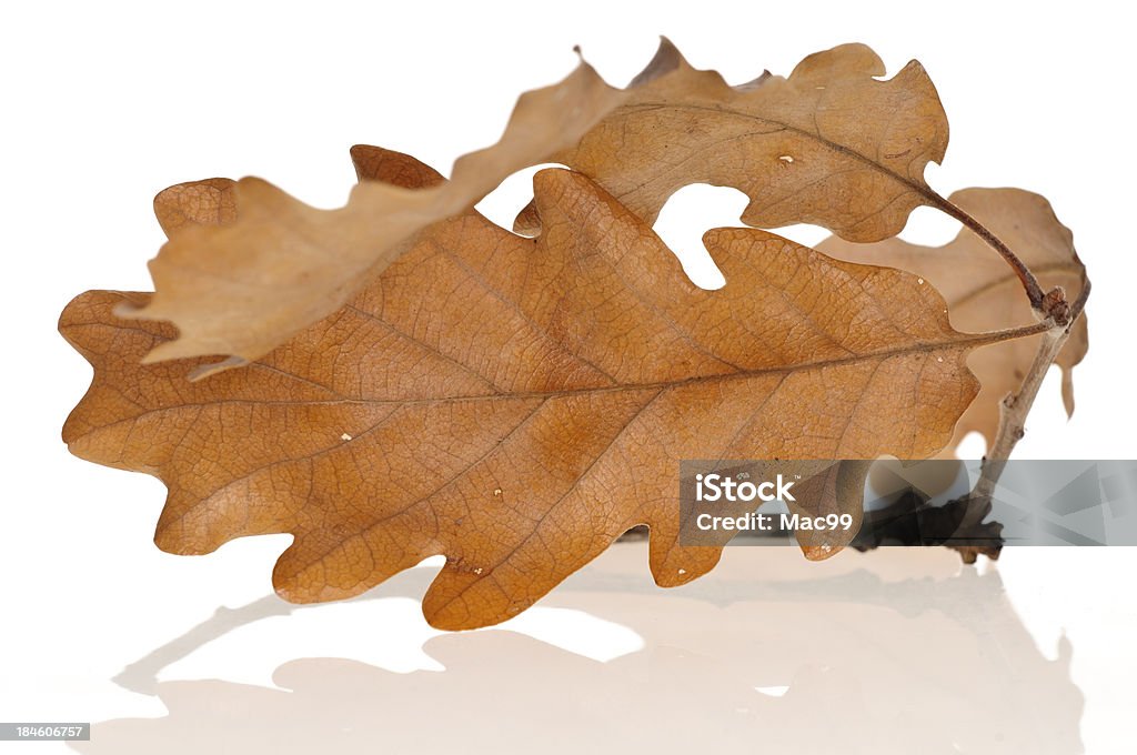 ドライオークの葉 - オークの葉のロイヤリティフリーストックフォト