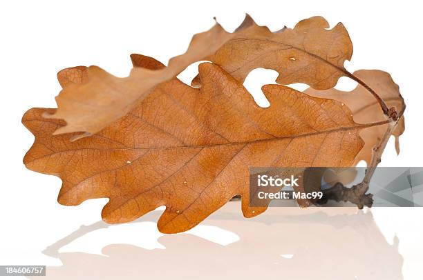 ドライオークの葉 - オークの葉のストックフォトや画像を多数ご用意 - オークの葉, 丸くなる, しおれている