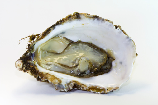 Open oyster isolated.