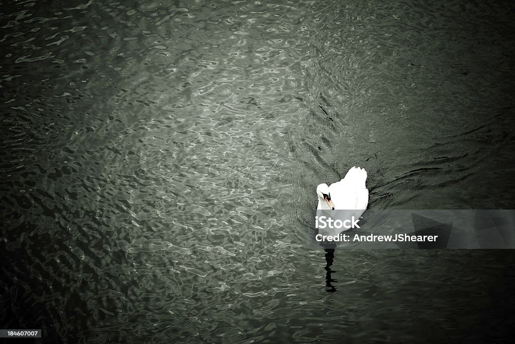 cisne - Foto de stock de Agua libre de derechos