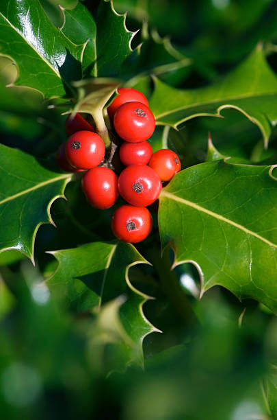 Close up macro shot of bright red holly berries and shiny green leaves