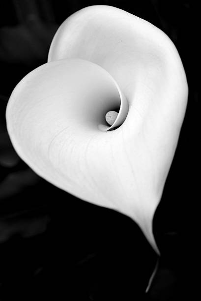 Black and White Lily stock photo