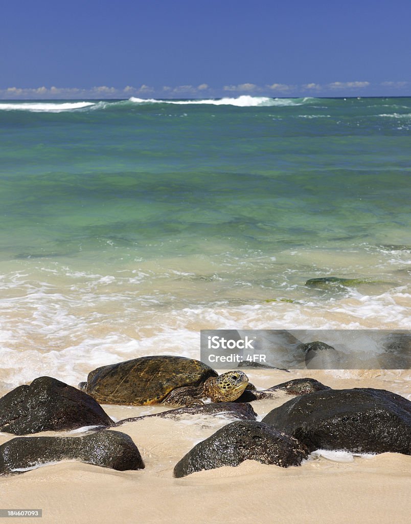 Zagrożone Zielony Żółwiowy w dzikiej, Hawaje (XXXL - Zbiór zdjęć royalty-free (Bezchmurne niebo)