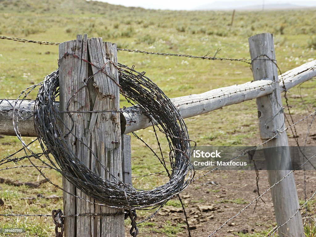 filo spinato - Foto stock royalty-free di Agricoltura