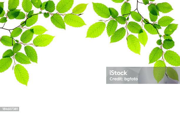 연둣빛 잎사귀 잎에 대한 스톡 사진 및 기타 이미지 - 잎, 너도밤나무, 흰색 배경