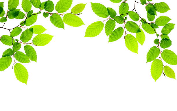 Green leaves providing a border on a white background
