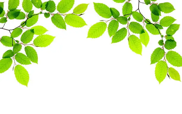 Photo of Green leaves providing a border on a white background