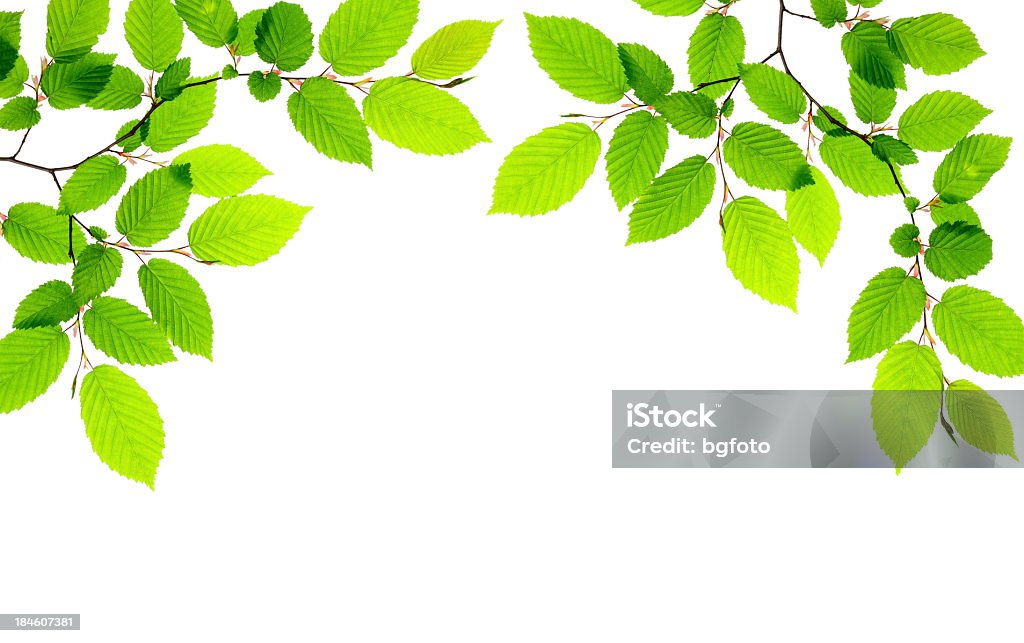 Folhas de primavera - Foto de stock de Folha royalty-free