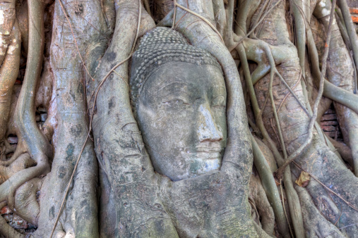 Buddha Head in Tree, Wat Mahathat, Ayutthaya - Thailand
