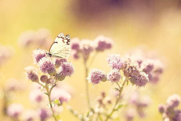 Butterfly on pink flowers in dreamy pink light. Hazy and soft.