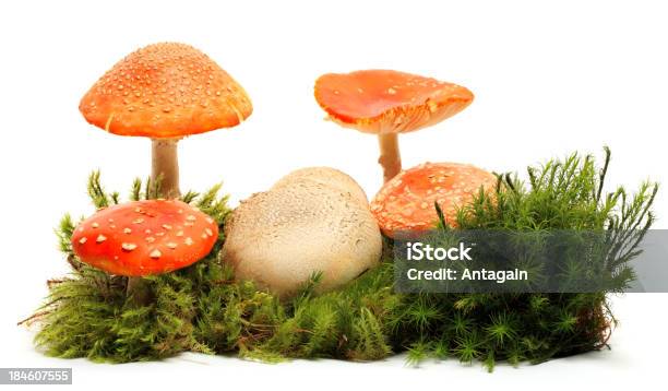 Toadstools Foto de stock y más banco de imágenes de Belleza de la naturaleza - Belleza de la naturaleza, Con lunares, Estación - Entorno y ambiente