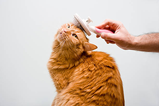 Cat Grooming Man brushing his cat with a grooming brush grooming animal behavior stock pictures, royalty-free photos & images