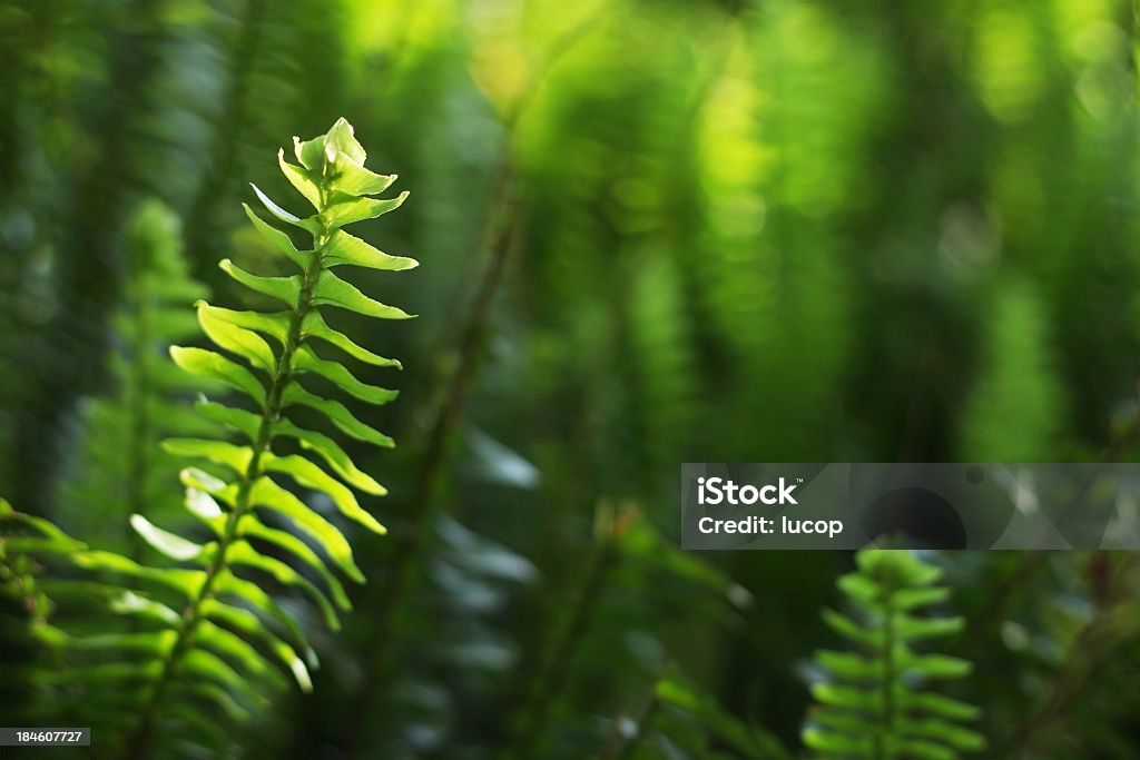 Fern folha grande plano com luz solar - Royalty-free Ao Ar Livre Foto de stock