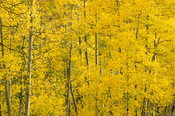 istock autumn aspen landscape 184607801