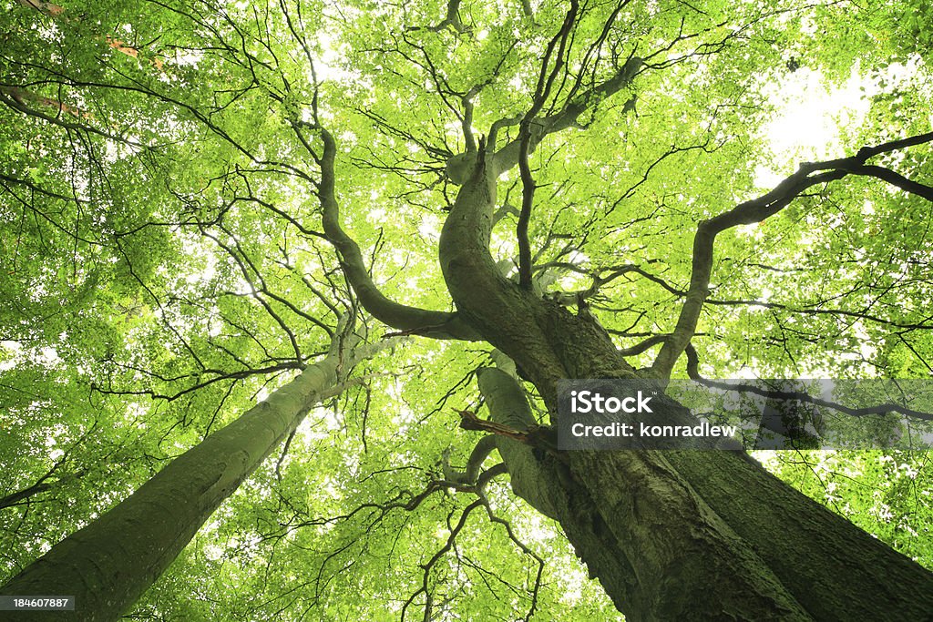 Vecchio albero verde-ricerca - Foto stock royalty-free di Albero