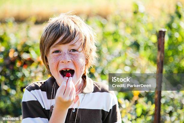 Encantadores Little Boy Comer Elegido Orgánicos De Frambuesas Frescas Foto de stock y más banco de imágenes de 8-9 años