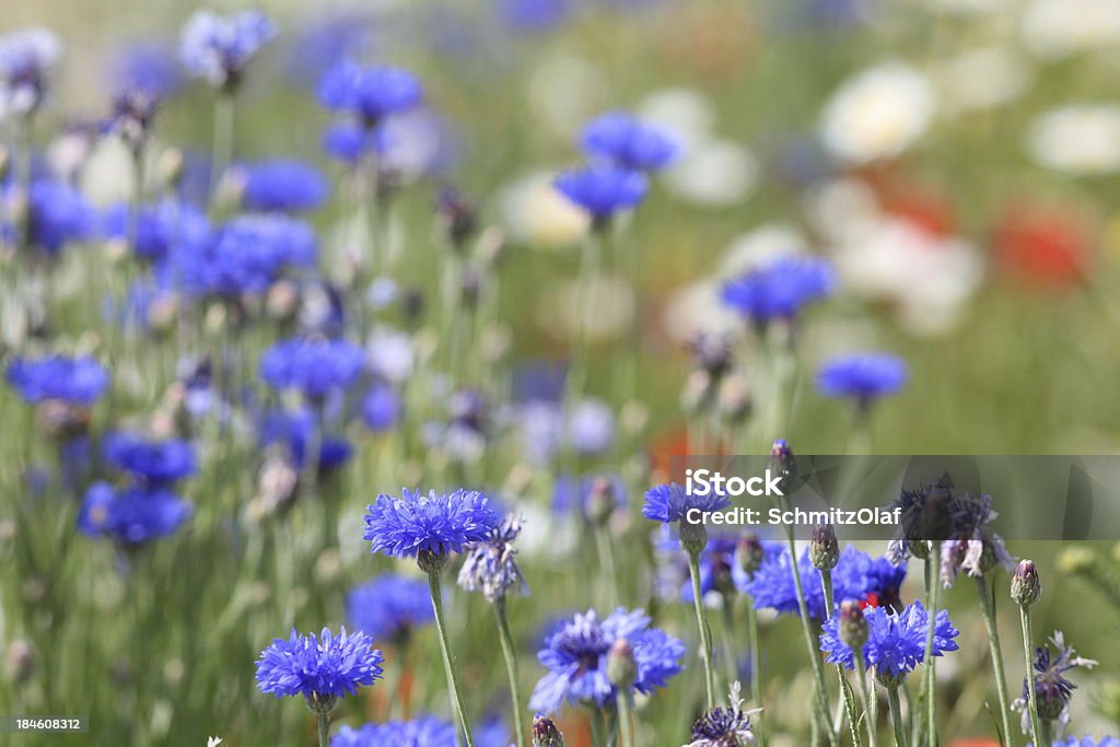 BLEU PRAIRIE d'été des fleurs en éclosion et maïs - Photo de Bleu libre de droits