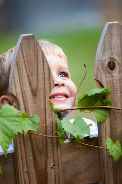 istock Little boy peeking through picket fence 184608506