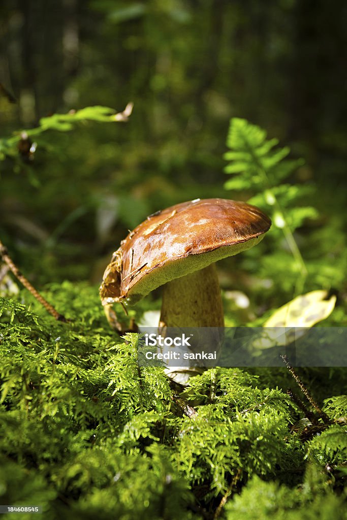 Gros plan de boletus edulis - Photo de Champignon libre de droits