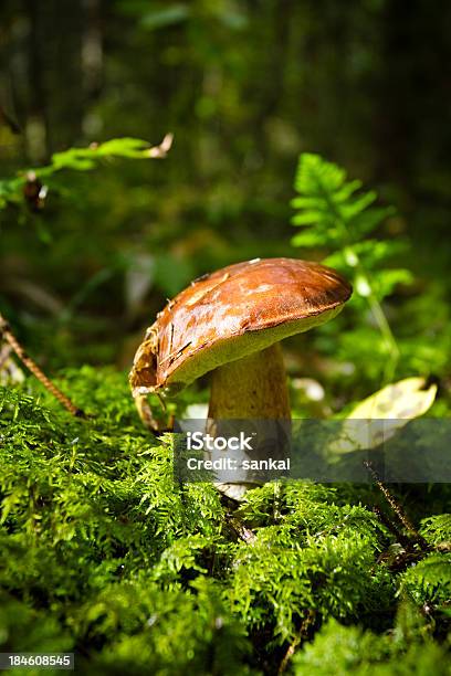 Closeup Shot Di Boletus Edulis - Fotografie stock e altre immagini di Fungo - Fungo, Fungo commestibile, Fungo porcino