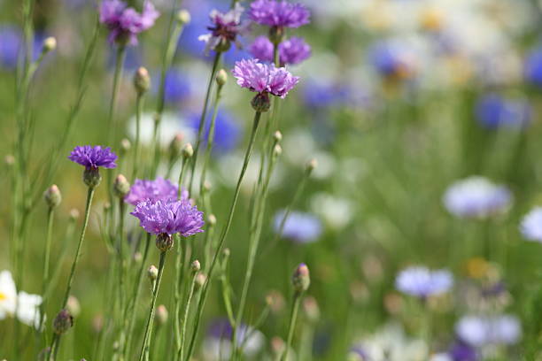 istock summer meadow with blue corn flowers 184608590