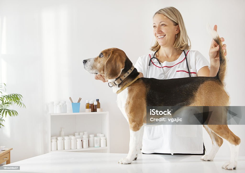 Junge weibliche Tierarzt überprüfen wunderschönen, Beagle-Hund - Lizenzfrei Beagle Stock-Foto