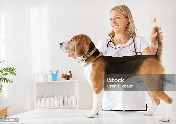Junge Weibliche Tierarzt Überprüfen Wunderschönen Beaglehund Stockfoto und mehr Bilder von Beagle