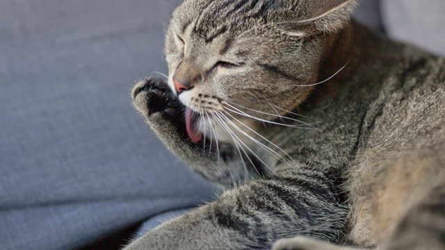 Lazy striped cat licking paws on a couch. Close up, slow motion