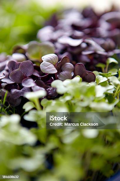 Watercress Stock Photo - Download Image Now - Agriculture, Aquaculture, Backgrounds