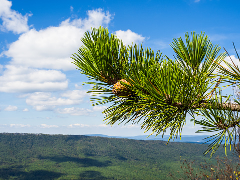 A close-up of a pine tree branch with a pine cone set against the backdrop of the sky and the stunning wilderness, showcasing wooded mountains visible from Big Schloss, West Virginia.