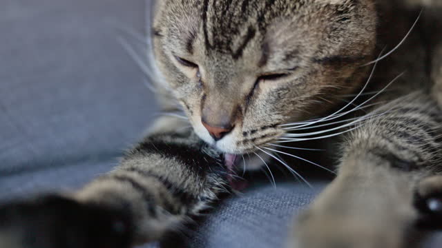 Tabby cat licking paws on a sofa. Close up, slow motion