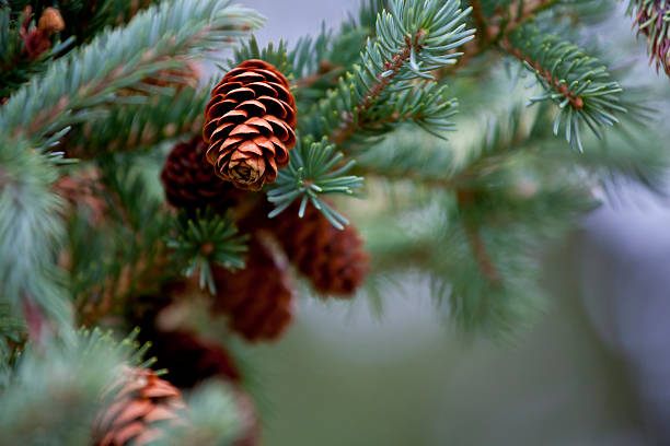 Blue Spruce Pine Cone and Branches stock photo