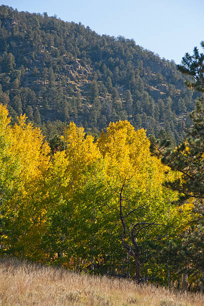 istock Autumn Colors in the Mountains 184608963