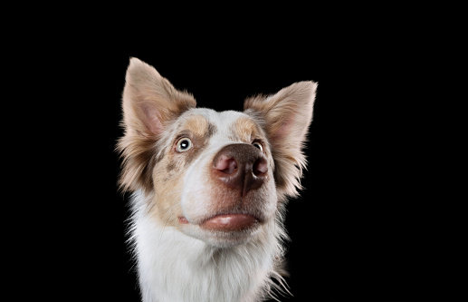 funny dog muzzles. funny border collie on a black background facial expressions. Wide lens, happiness, emotions