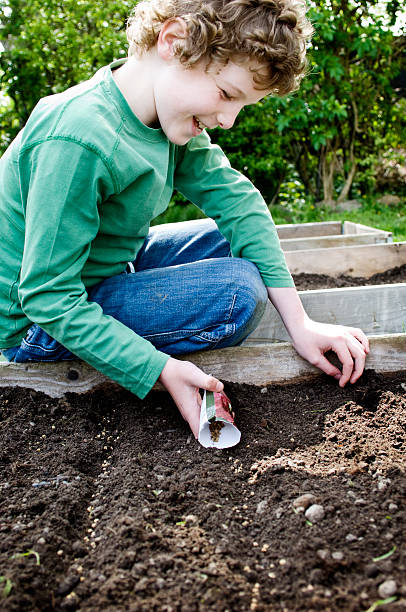 istock Young Boy Planting Seeds In The Springtime 184609193