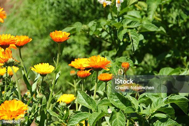 Calendula Blumen Und Pflanzen Kartoffel Stockfoto und mehr Bilder von Chrysanthemum segetum - Chrysanthemum segetum, Alternative Medizin, Blatt - Pflanzenbestandteile