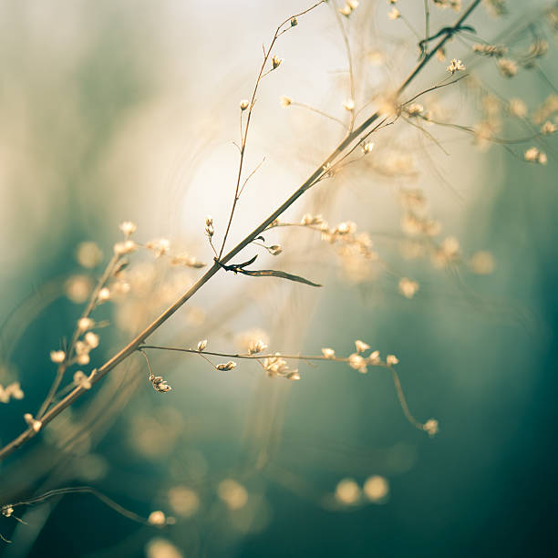 istock Morning light on blades of grass. 184609268