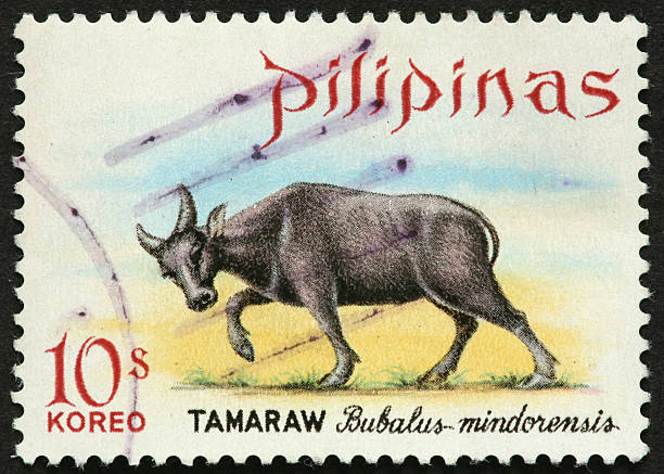istock Tamaraw (Bubalus mindorensis) or Mindoro Dwarf Buffalo on Philippine stamp 184609374