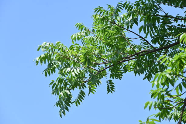 istock Chinese pistache ( Pistacia chinensis ) Fresh green. Anacardiaceae dioecious deciduous tree. 1846096232