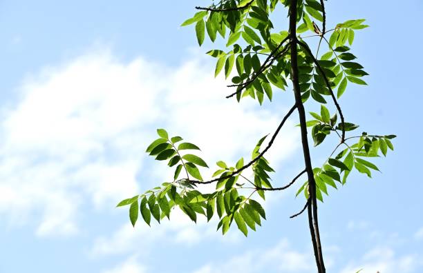 istock Chinese pistache ( Pistacia chinensis ) Fresh green. Anacardiaceae dioecious deciduous tree. 1846097343