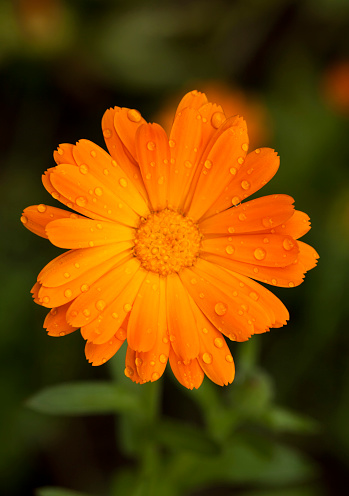 marigold blossom close-up