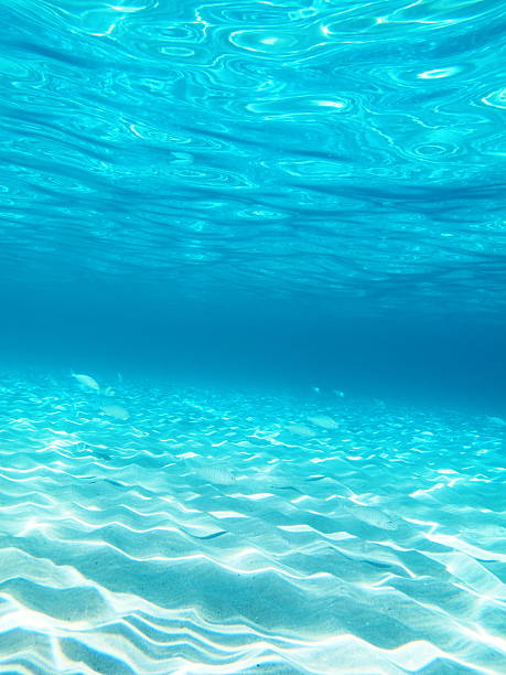 istock Fish in the sunny sea water 184610126