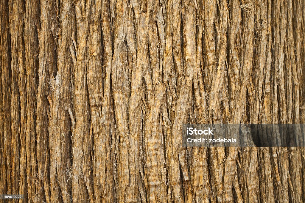 Marrone corteccia dell'albero, Motivo naturale - Foto stock royalty-free di Corteccia