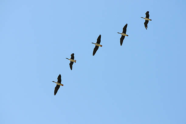 stormo di oca selvatica in autunno migrazione (germania - vogelzug foto e immagini stock