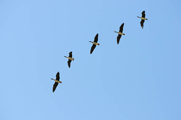 bando de ganso-bravo no outono migração (alemanha - vogelzug imagens e fotografias de stock