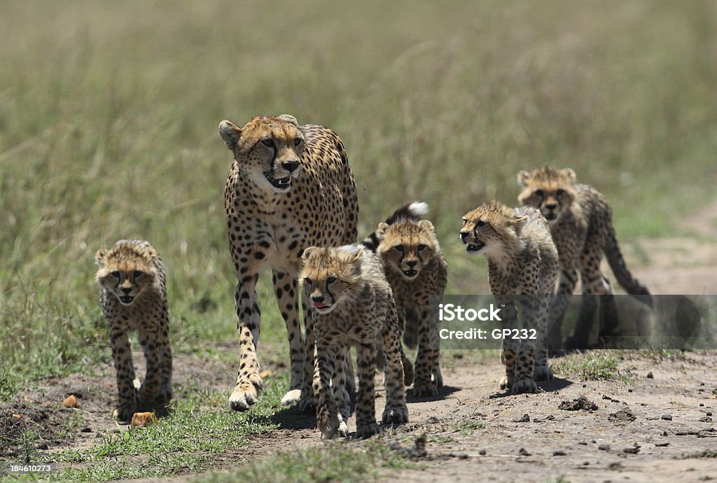 Cheetah Family Cheetah family walking together in the Masai Mara Cheetah Cub Stock Photo