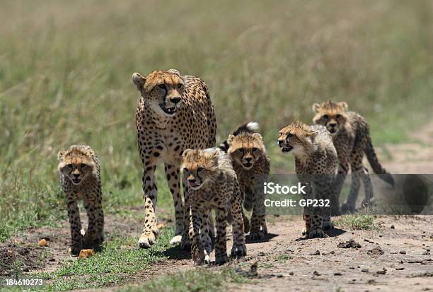 Cheetah Family Stock Photo - Download Image Now - Cheetah Cub, Animal, Animal Behavior