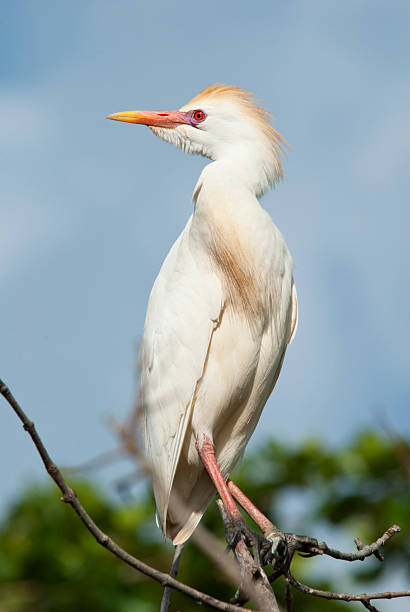 Standing Tall A cattle egret perched on top of a tree in St. Lucia in the West Indies. cattle egret photos stock pictures, royalty-free photos & images